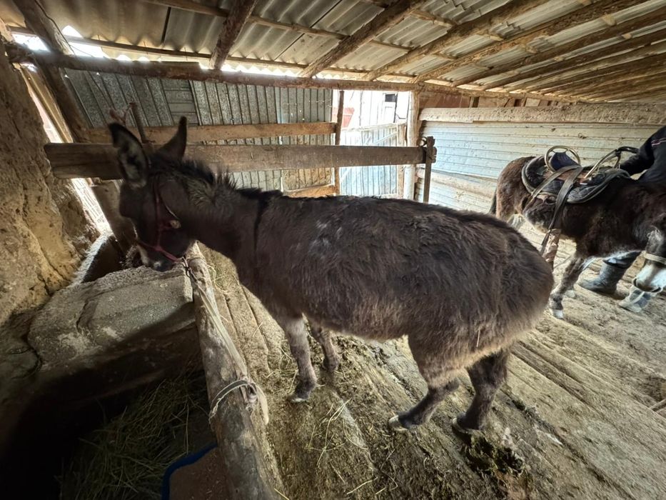 Ешек сатылады келісімі бар