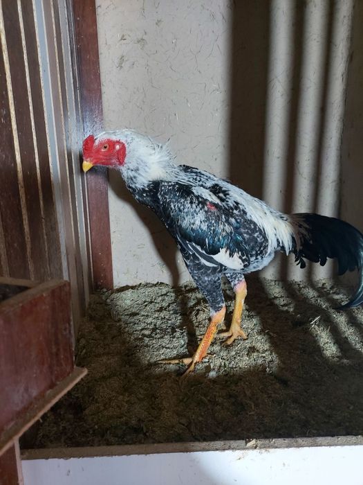 Avgusta chiqan juja sotiladi