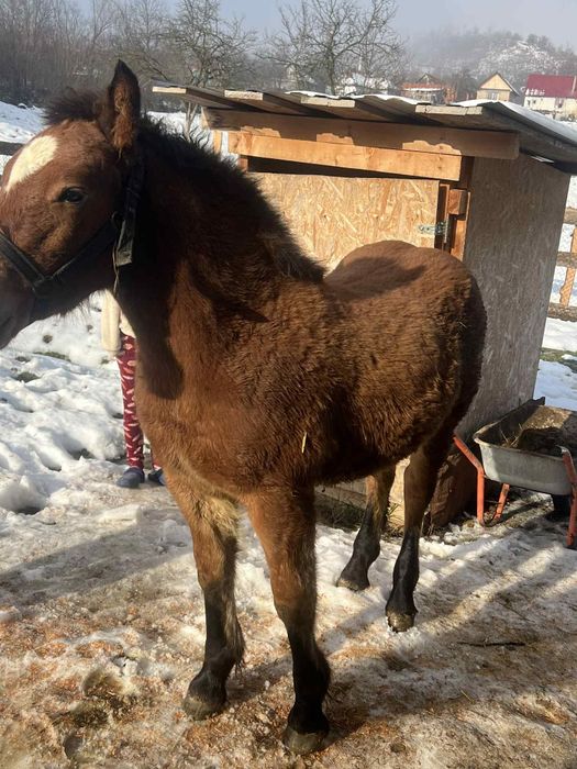 Vând mânz de 5 luni