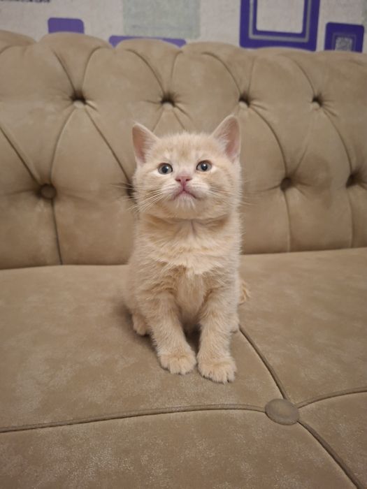 Mushuklar  skotish strayt toza qon