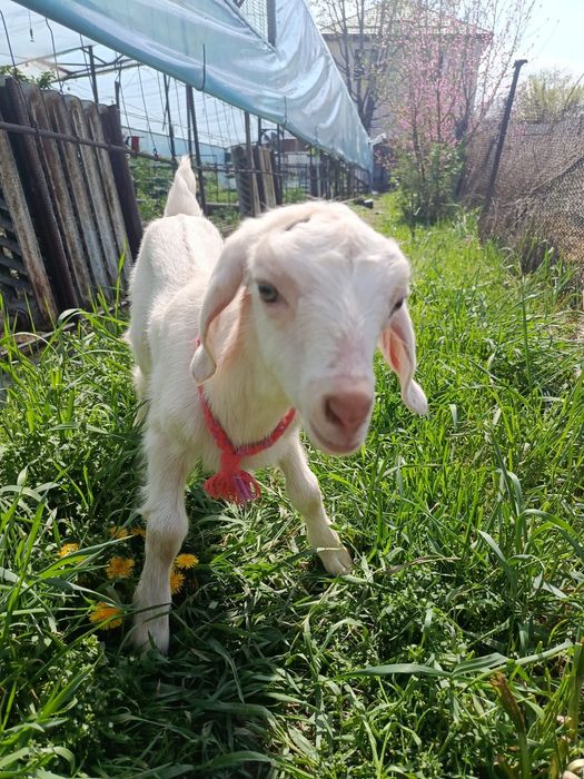 Продам козочку молочной породы.