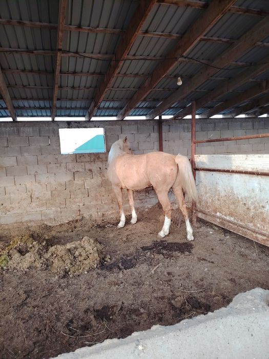 Айғыр жеребец ат лошадь конь