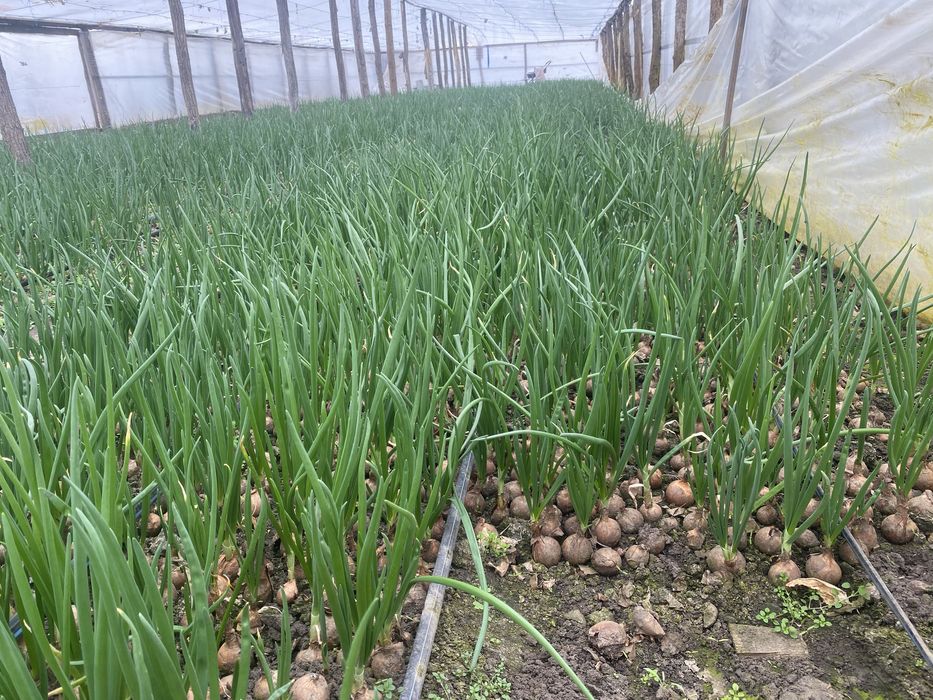 Ceapa verde la legatura !