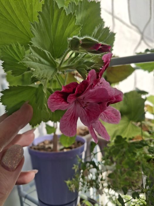 Продам домашние цветы