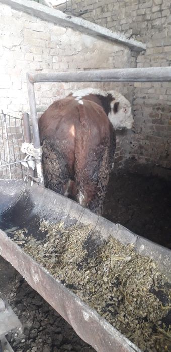 Gereford Buqa sotiladi