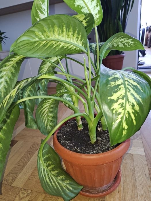 Vând plante Difenbachia