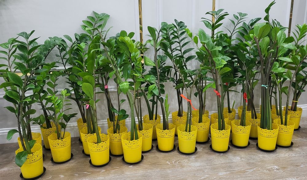 Продам комнатные растения
Стильн