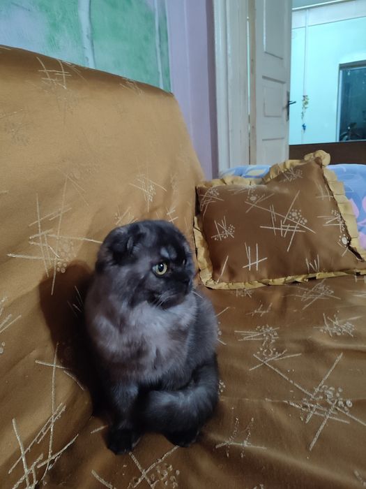 Вязка британец годик