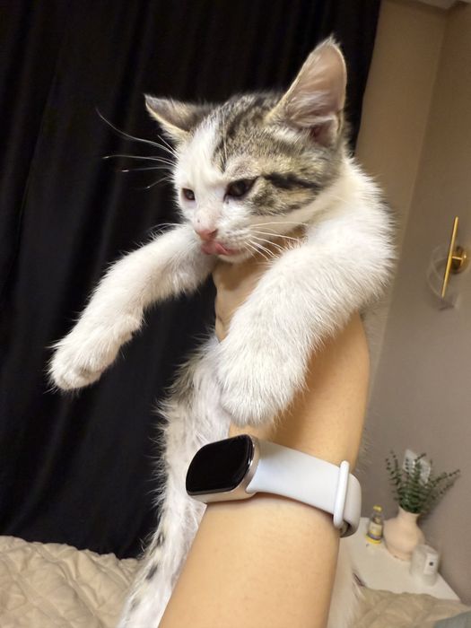 Котенок бесплатно мальчик 2 мес