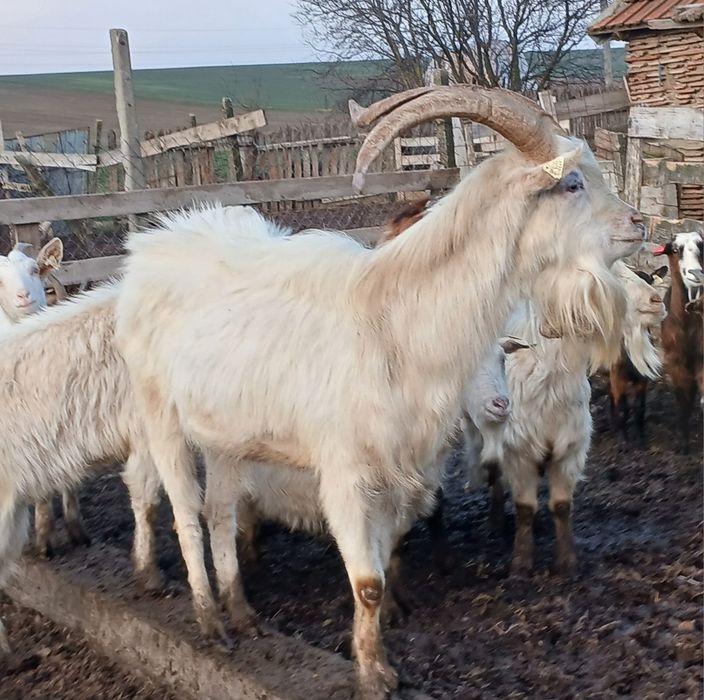 Tap sannen de vânzare