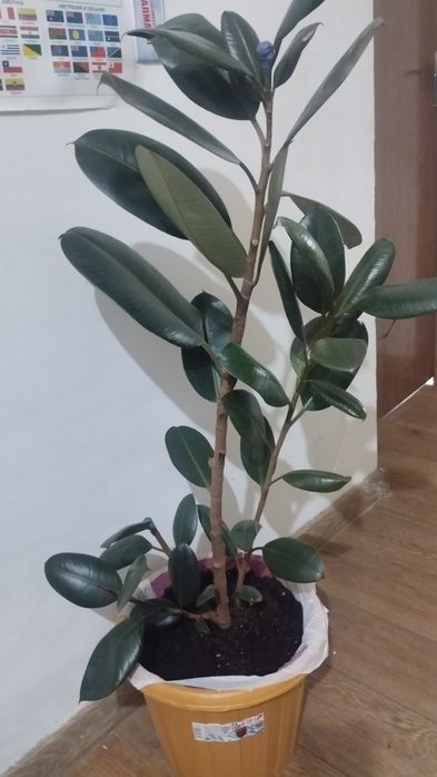 Фикус черный принц.