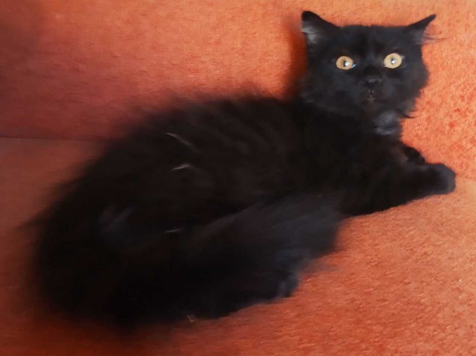 Взрослые котята в добрые руки. Смотрите фото