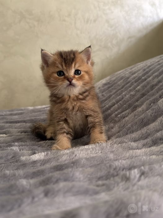 Породистые котята, продоються