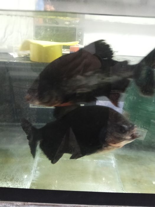 Продам рыбу  Пирани,  Баликлар сотилади пираниа  25 см катталиги