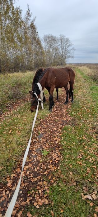 Продам  Жеребца 2 года
