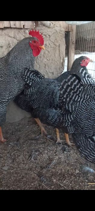 плимутрок паласати тухумлари сотилади гиждувонда