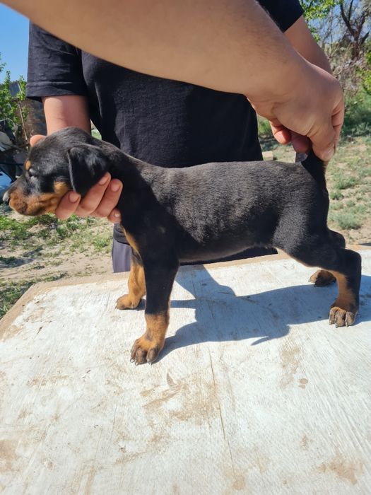 Распродажа девочек доберман