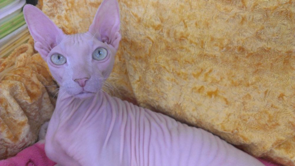 Потерялся кот-сфинкс