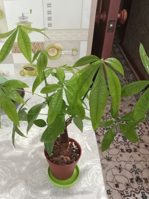 Пахира цветок продам