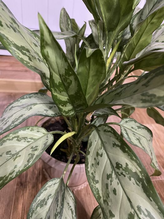 Цветы  комнатные