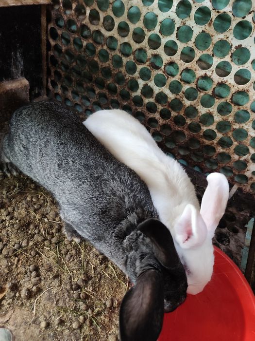 Продаются кролик самка ей год чёрного цвета.