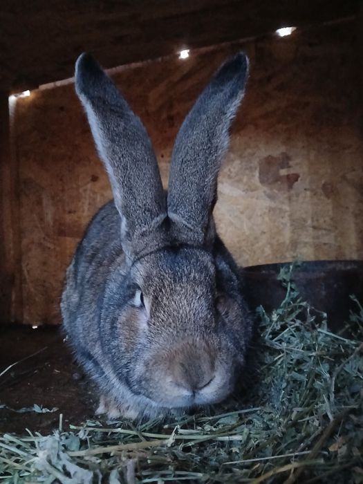 Vand iepuroi urias german