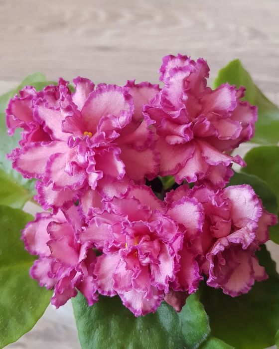 Фиалки сортовые. Детки