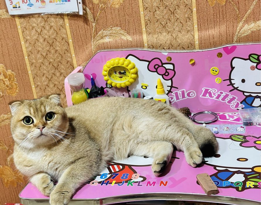 Вязка кошек опытный