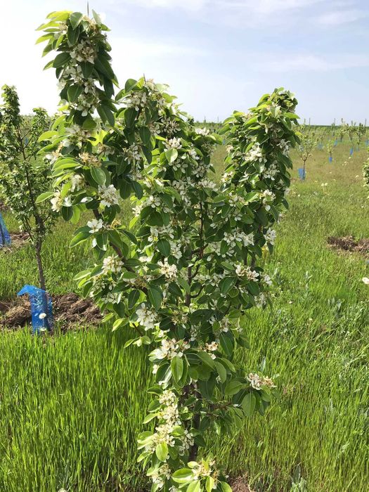 Продава се Земеделски имот в Варна, Лятно кино Тракия -  кв.м за 2084 €/дка - Снимка #5