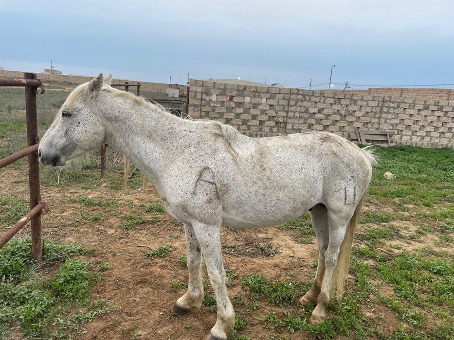Айғыр сатылады полу кров
