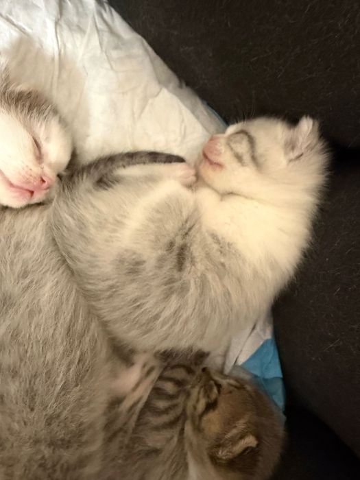 Котенок шотландский вислоухий