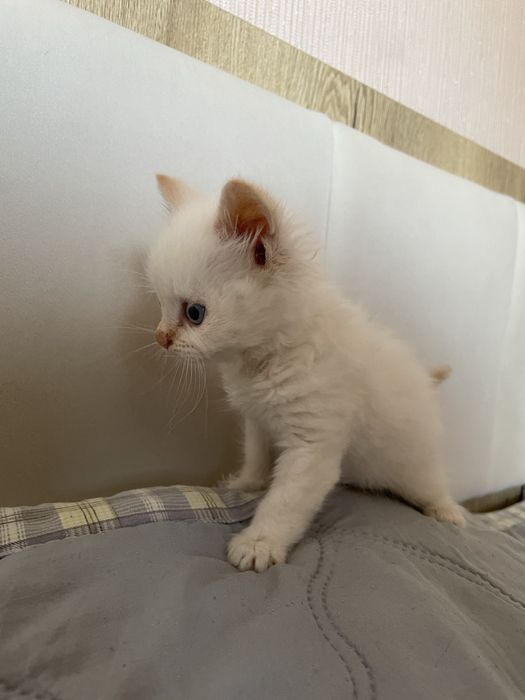 Отдам котёнка.