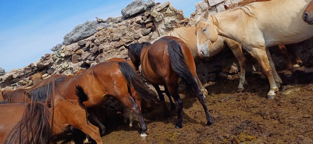 Лиза Симпсон порно