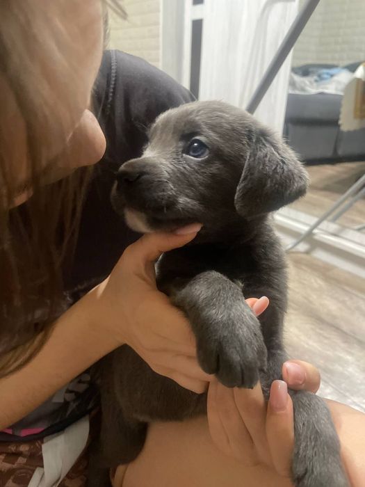 Продаются щенки Кане Корсо