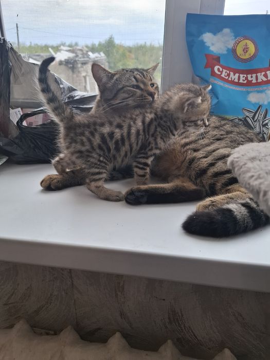 Отдам котенка в добрые руки