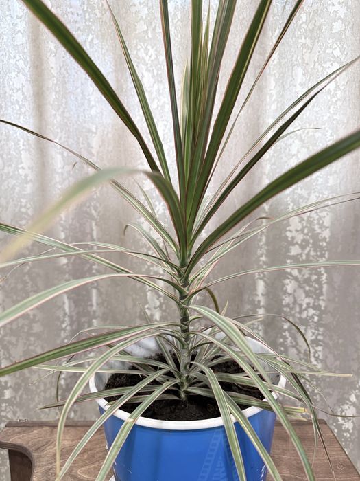 Драцена камнатная 5000 т