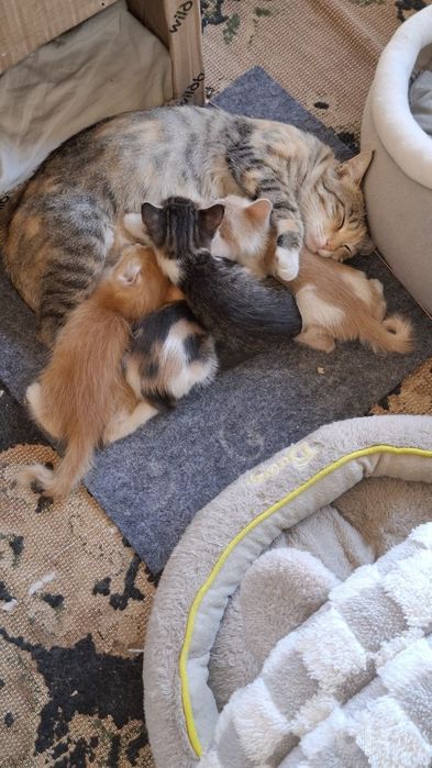 Милые котята,отдам даром в хорошие руки.
