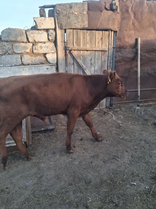 Продам бычок не дорого