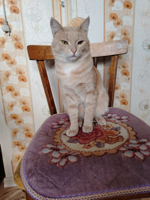 Отдам в хорошие руки