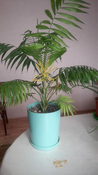 Комнатные растения. Монстера