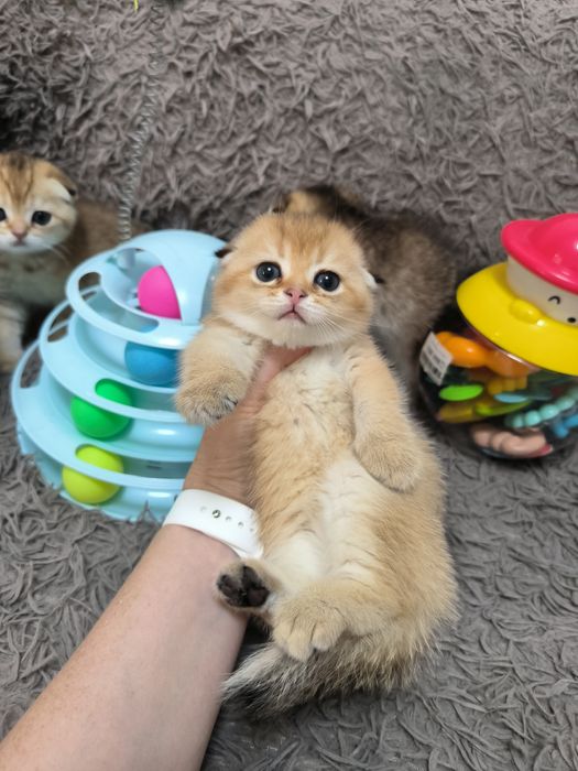 Котята готовы к переезду