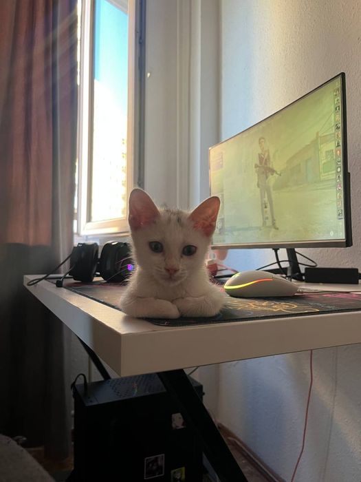 Котёнок в хорошие руки
