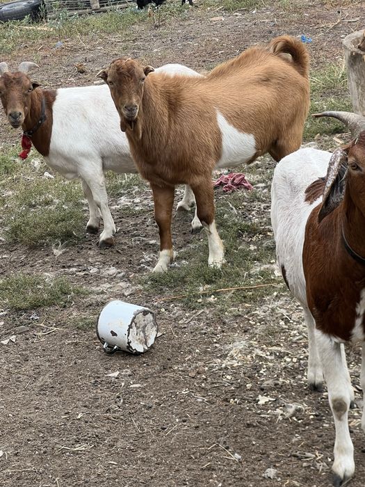 Vand doi tapi  buni de tinut sau schimb cu oi