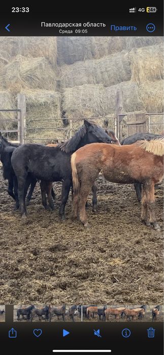 Продам 9 голов құнан 2 летки