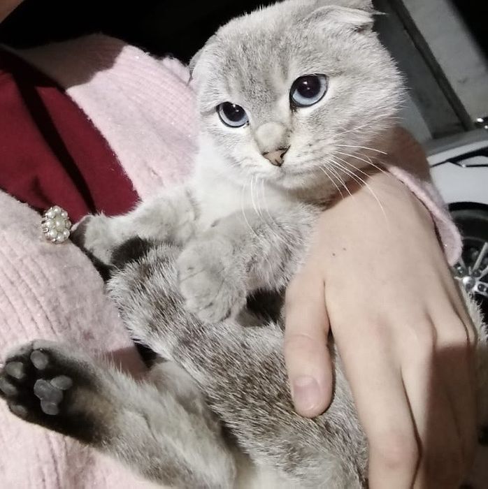 Порно бананды сорып алады