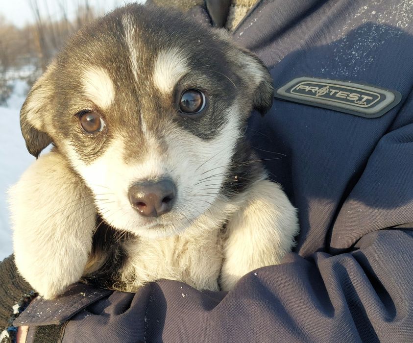 Отдам щенка, девочка.