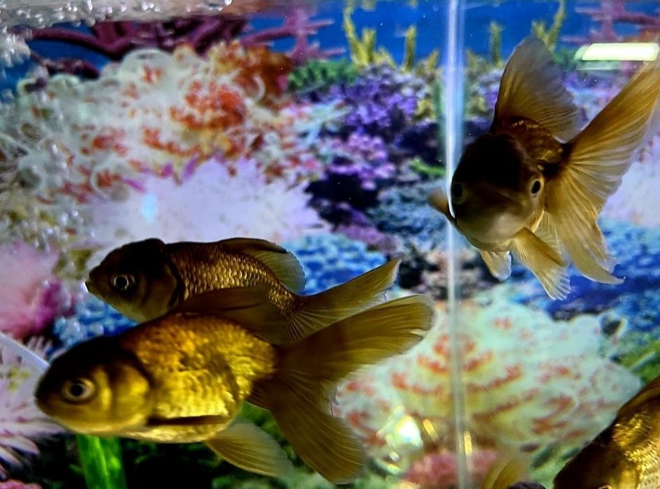 Аквариумные рыбки