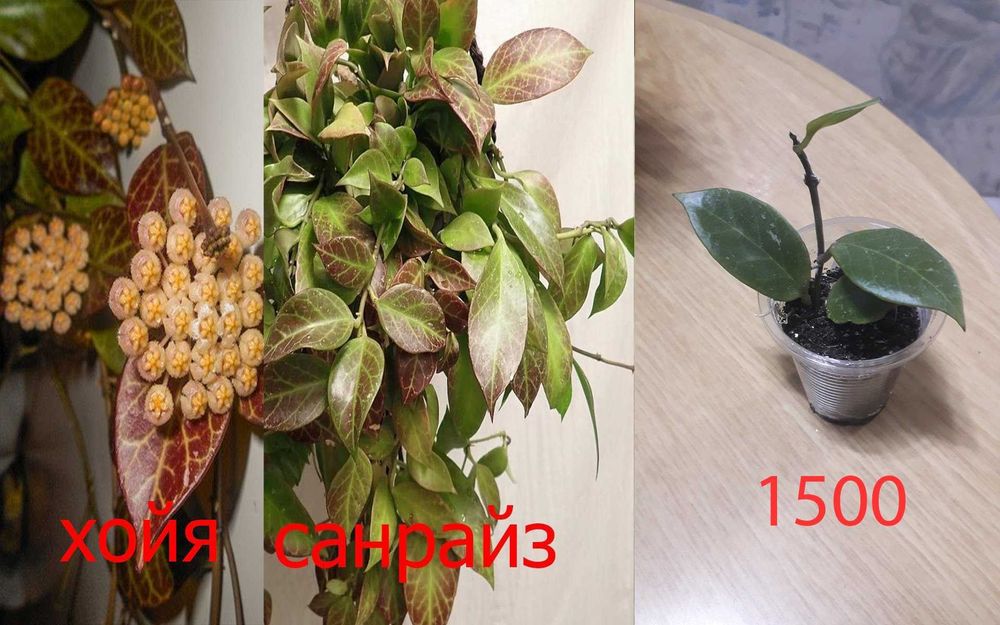 Комнатные  цветы