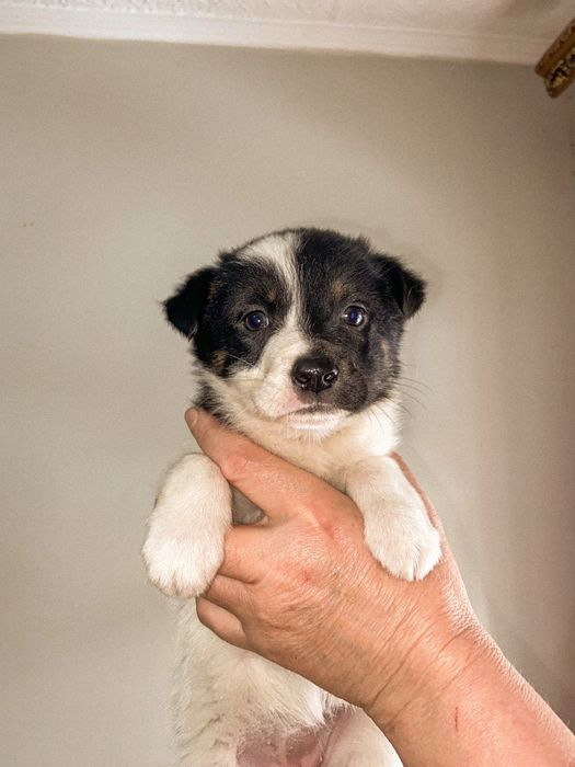 Отдам щенка в хорошие руки