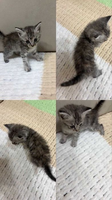 Отдам котят в добрые руки